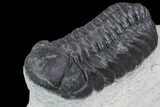 Trilobite Association (xBarrandeops & Gerastos) #83357-8